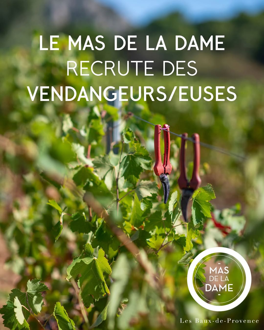 Photo by Mas De La Dame on June 29, 2026. May be an image of text that says 'LE MAS DE LA DAME RECRUTE DES VENDANGEURS/EUSES MAS DELA LA DE DAME Les Baux-de-Provence'.