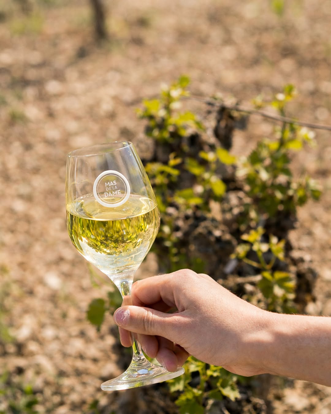 Photo by Mas De La Dame on April 17, 2026. May be an image of drink, wine glass and text.