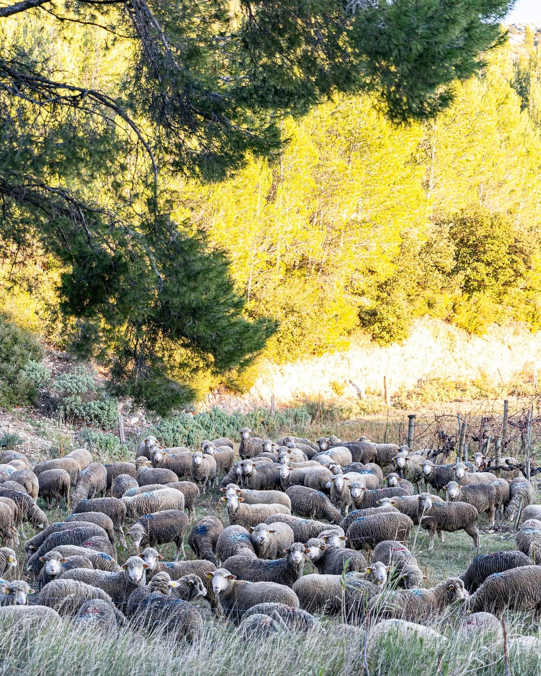 Photo by Mas De La Dame on March 18, 2026. May be an image of lamb, sheep and text.