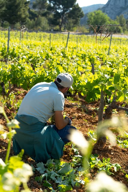 Photo by Mas De La Dame on June 07, 2026. May be an image of chard, collard greens and text.
