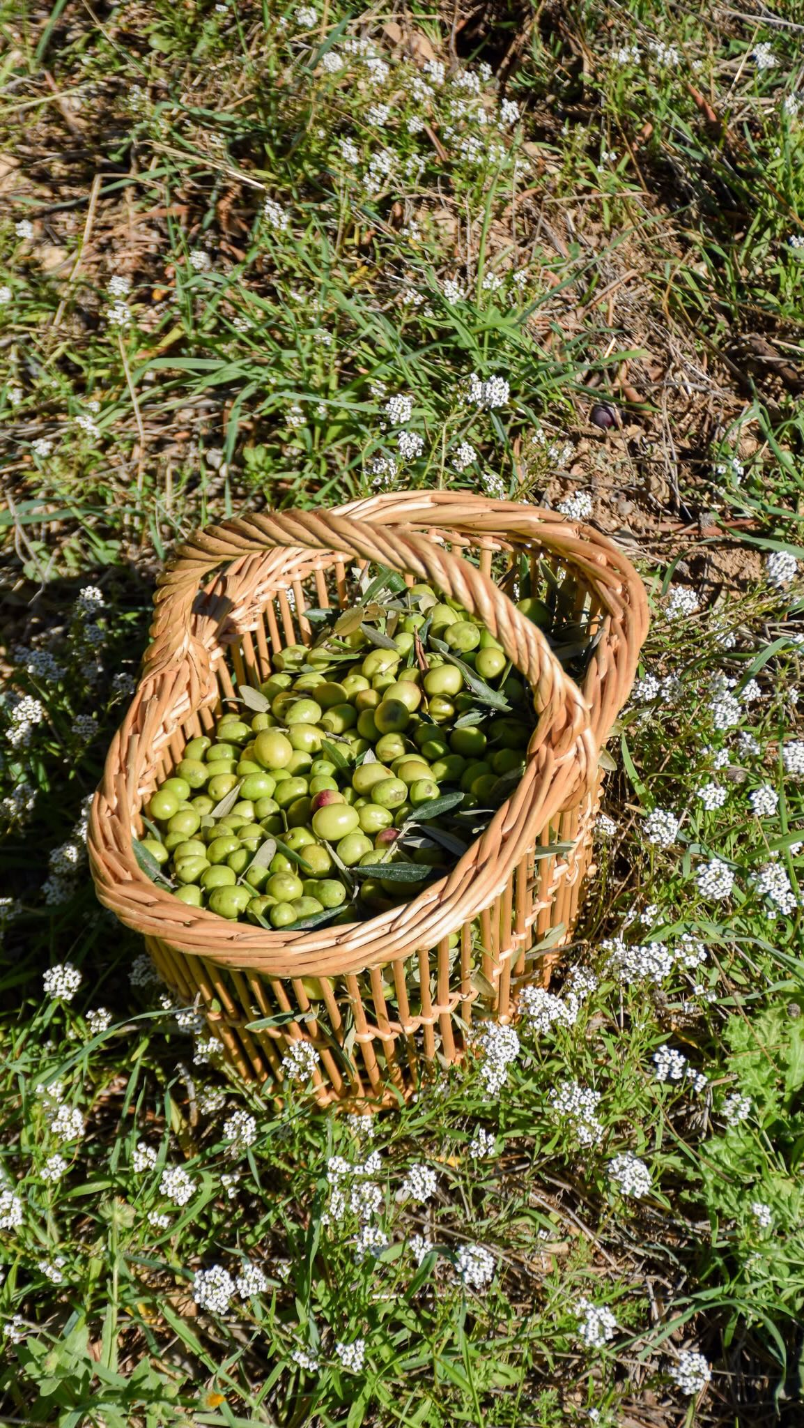 Video by Clos des Oliviers Provence on October 19, 2026. May be an image of herb and text.
