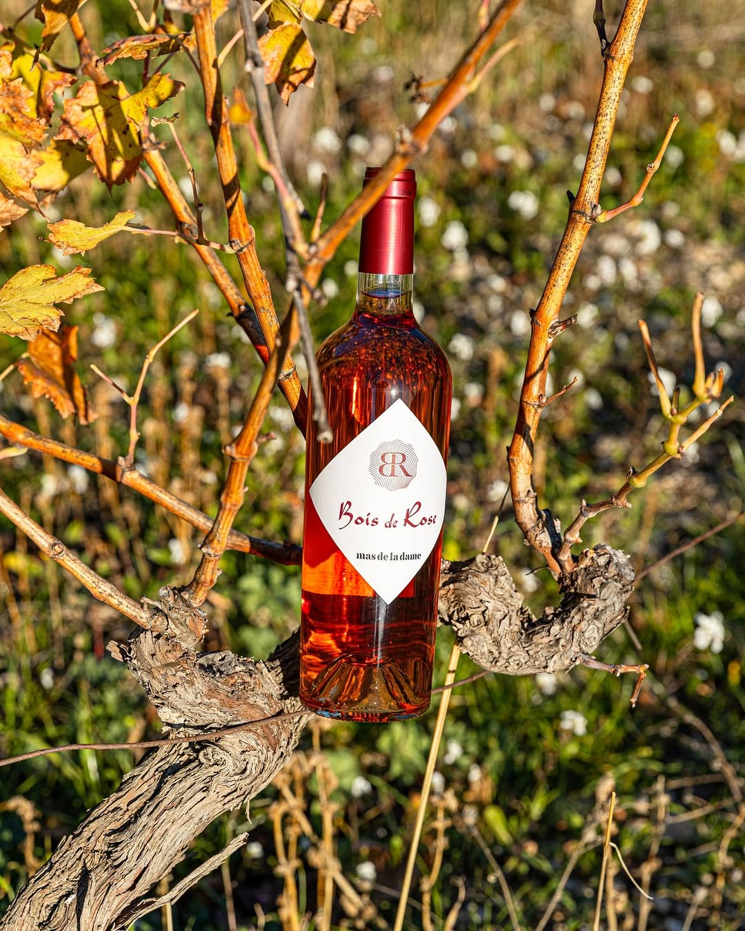 Photo by Mas De La Dame on March 14, 2026. May be an image of wine, wine bottle and text.