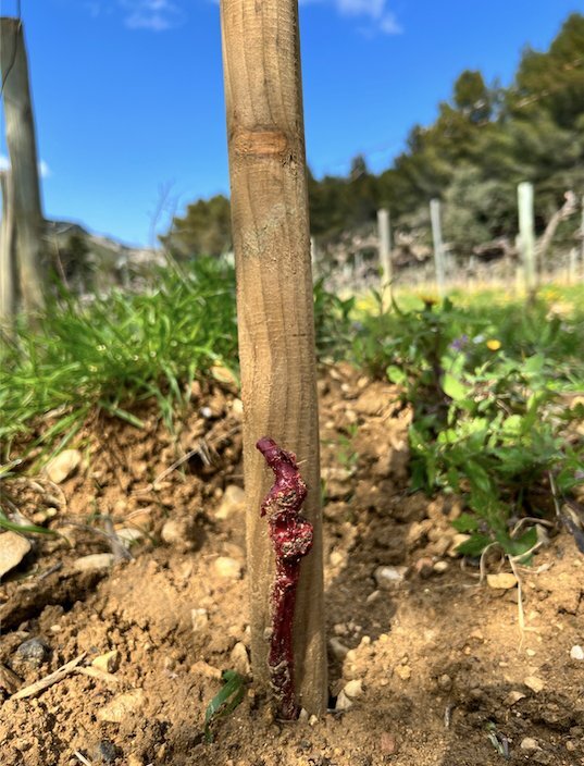 article printemps mas de la dame 2026 (1)