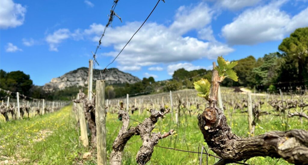 article printemps mas de la dame 2026