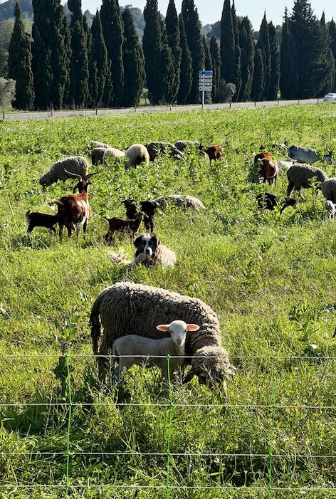 mas de la dame printemps 2026 article